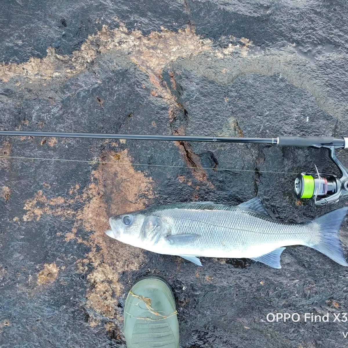 The most recent Fat snook catches on Fishbrain