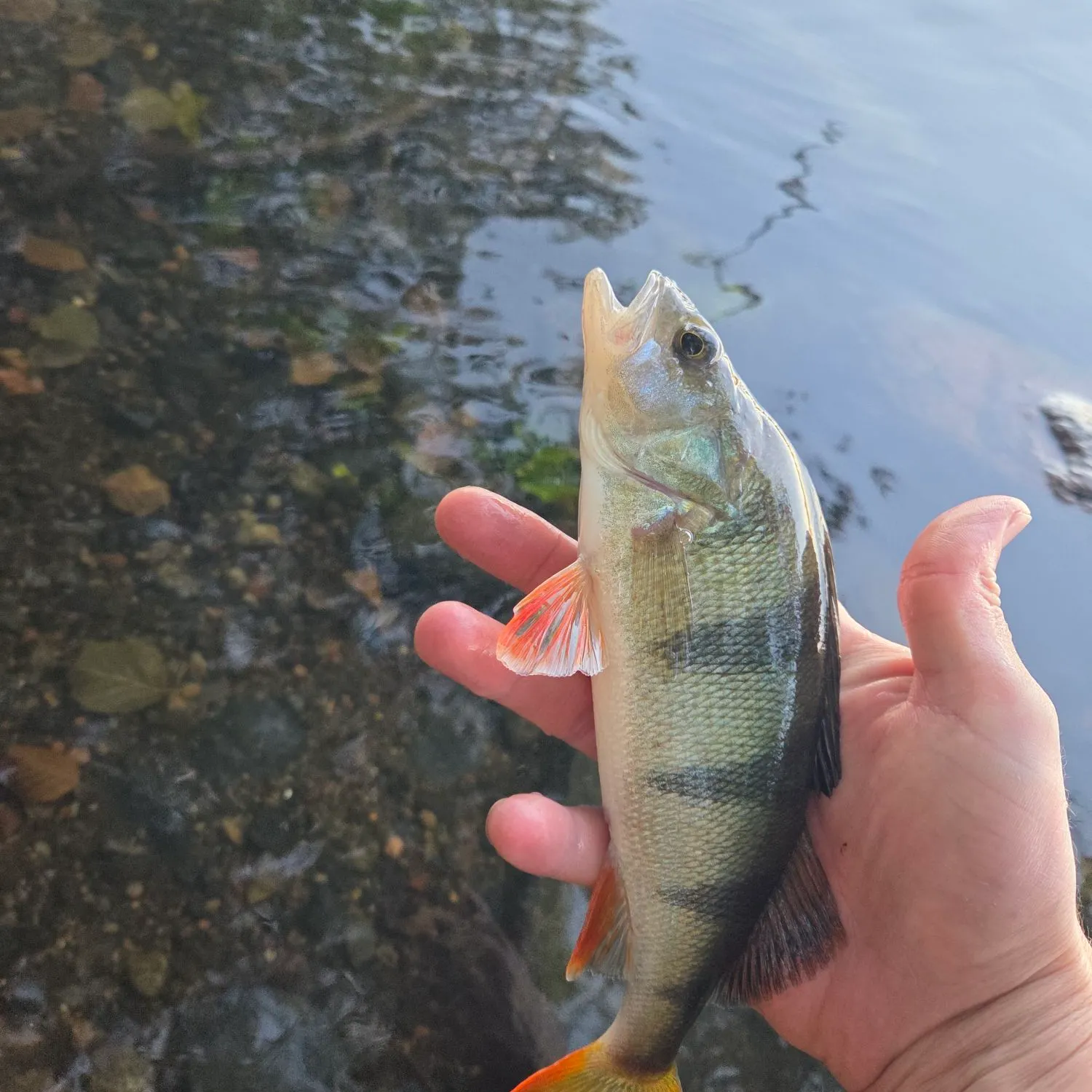 European perch caught on Fishbrain