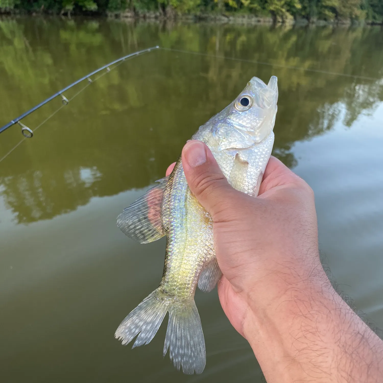 White crappie caught on Fishbrain