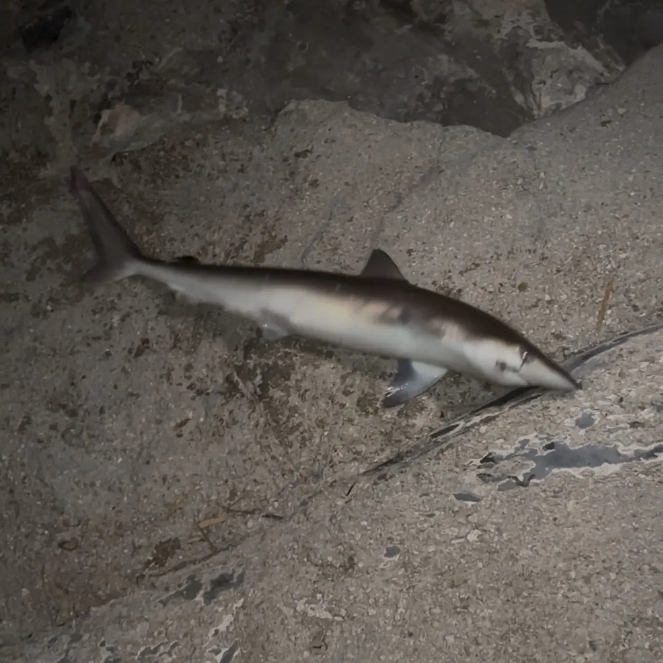 The most recent Longfin mako shark catches on Fishbrain