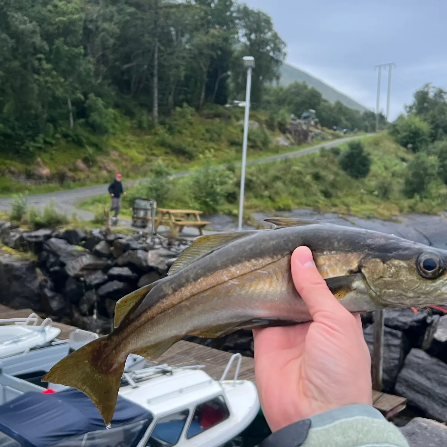 Pollack caught on Fishbrain