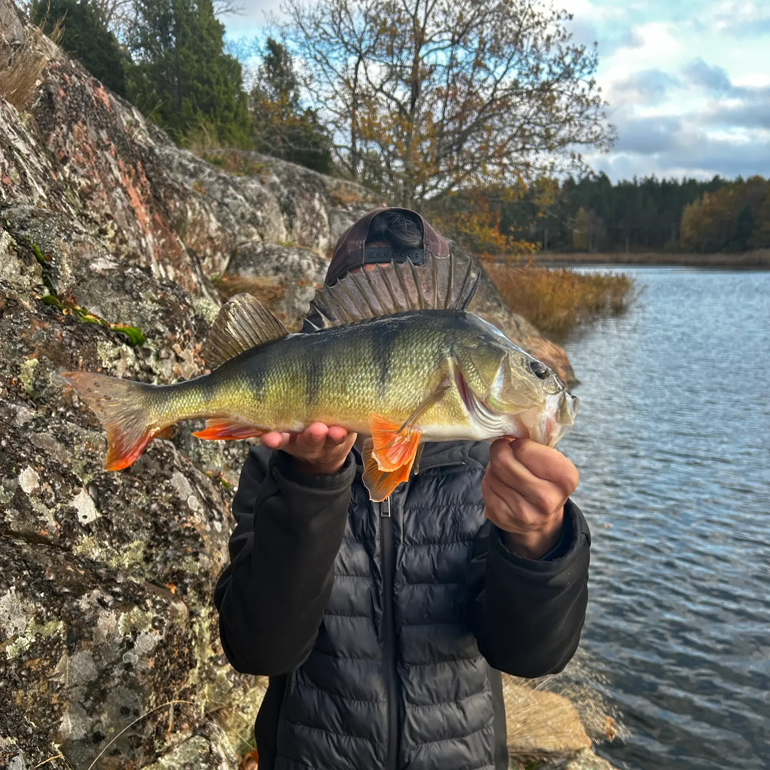 European perch caught on Fishbrain