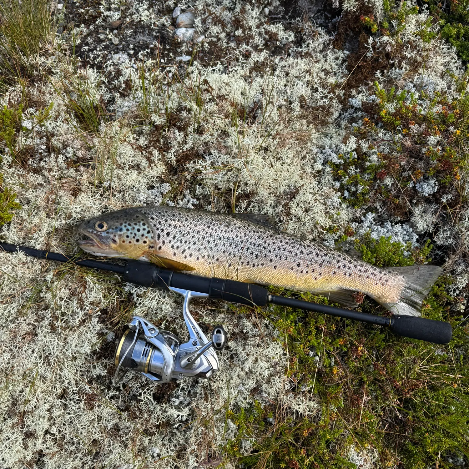 Brown trout caught on Fishbrain