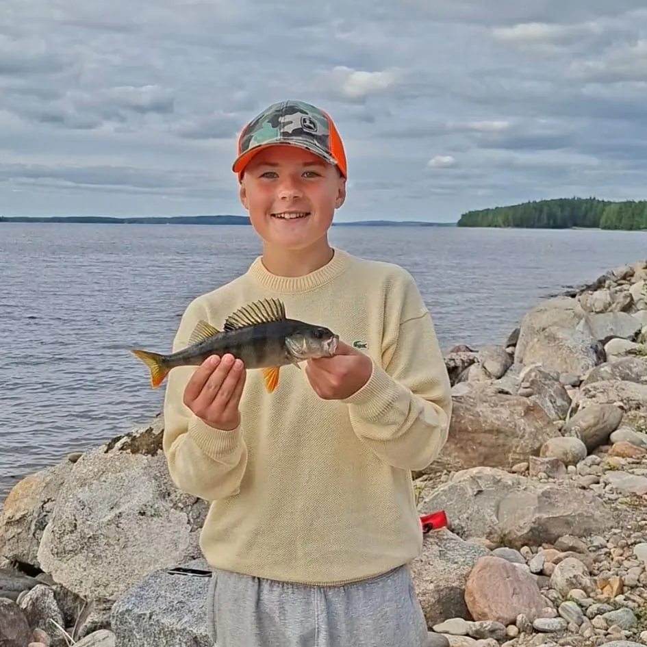 European perch caught on Fishbrain