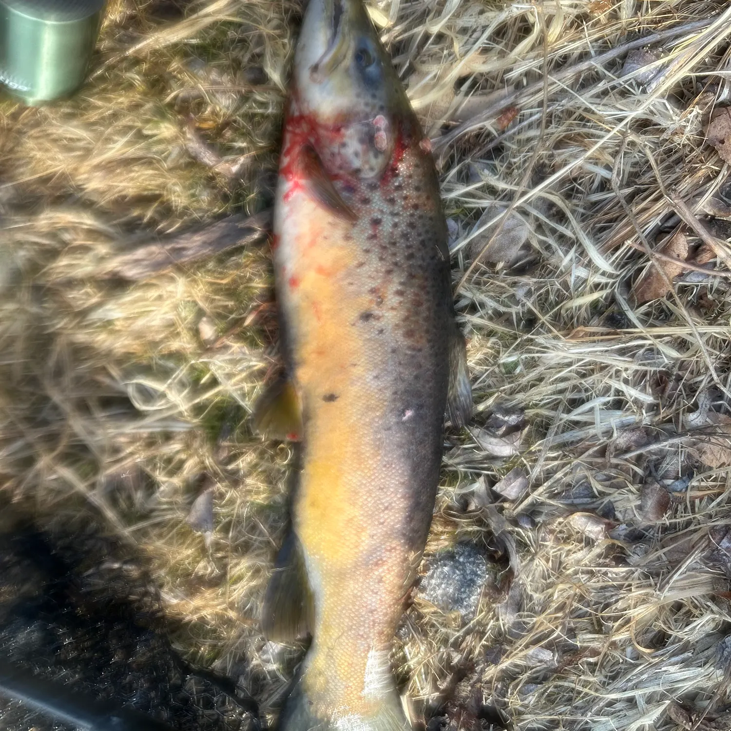 The most recent Sea trout catches on Fishbrain