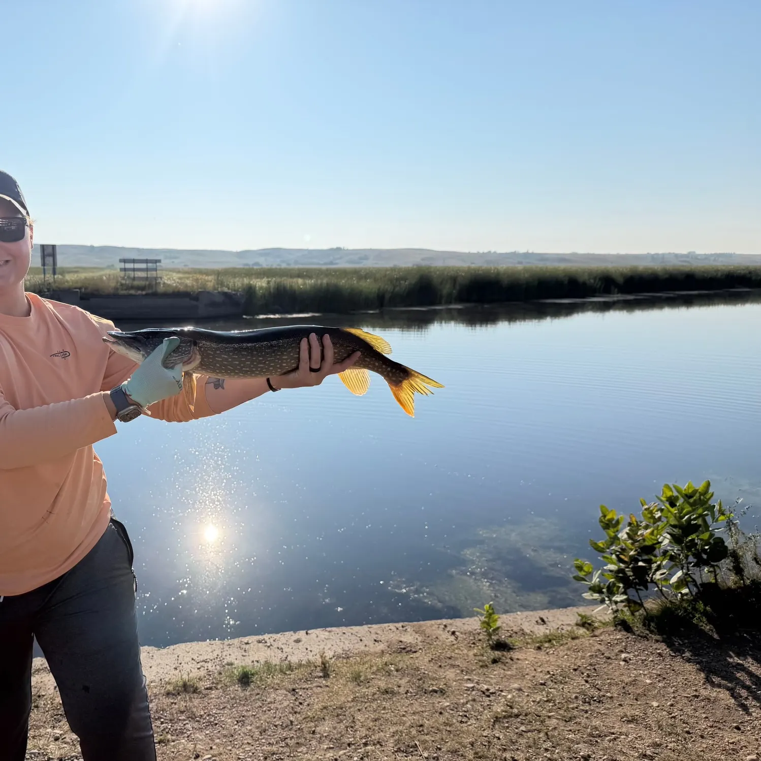Northern pike caught on Fishbrain