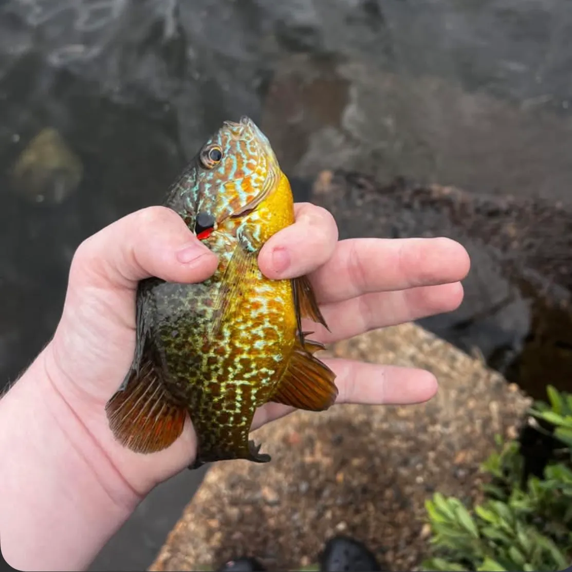 The most recent Pumpkinseed catches on Fishbrain