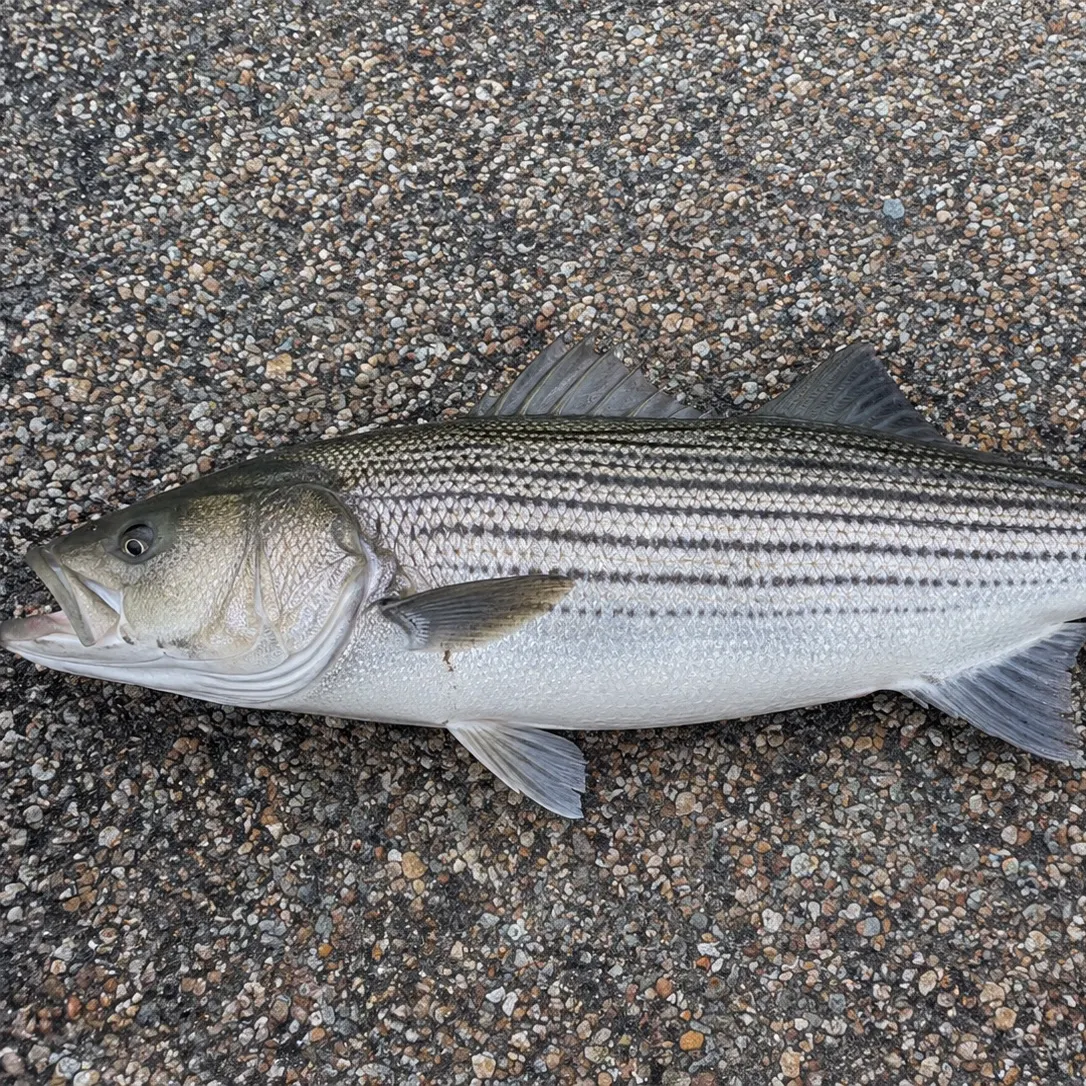 Striped bass caught on Fishbrain