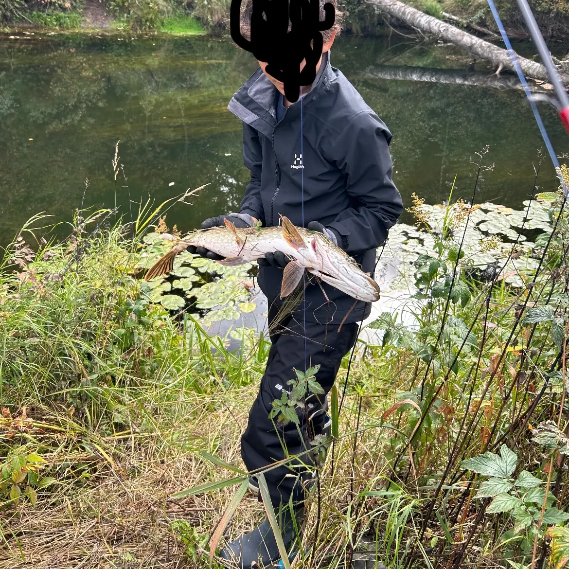 Northern pike caught on Fishbrain