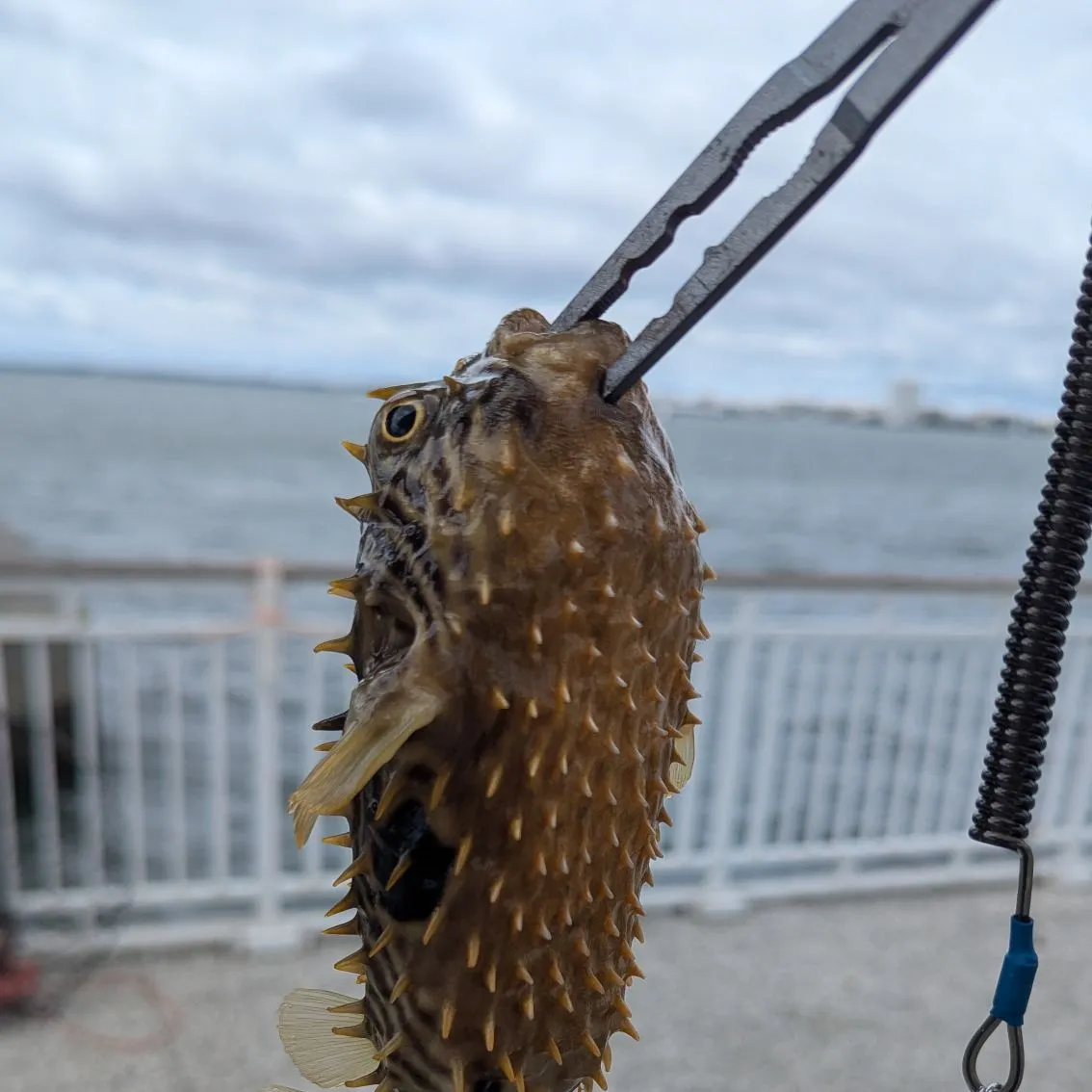 The most recent Striped burrfish catches on Fishbrain