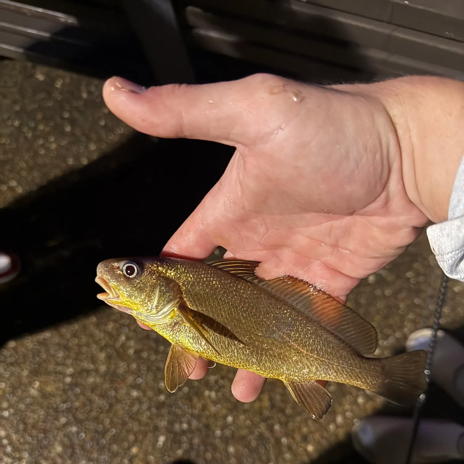 The most recent Scaly jewfish catches on Fishbrain