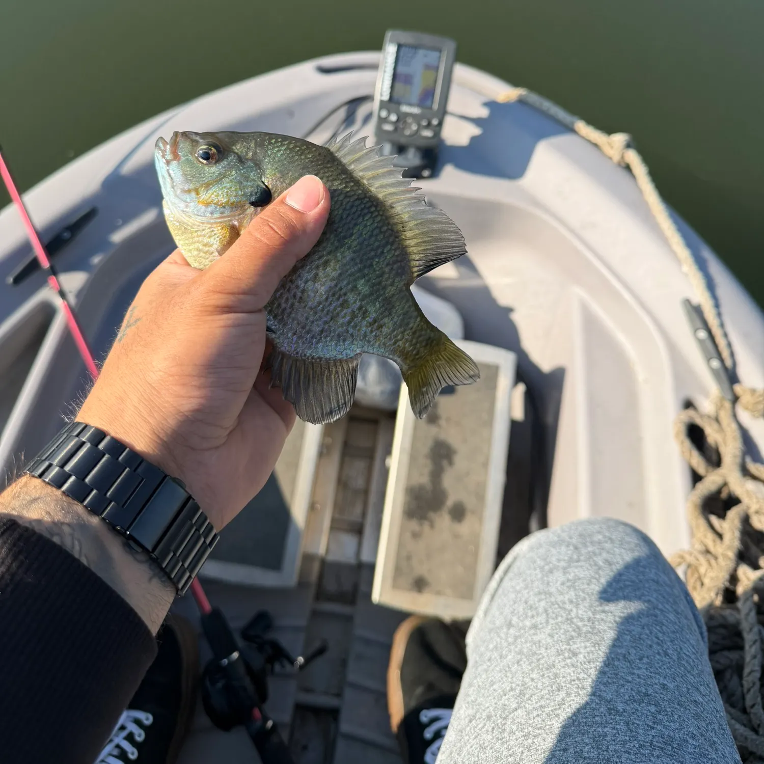 Bluegill caught on Fishbrain