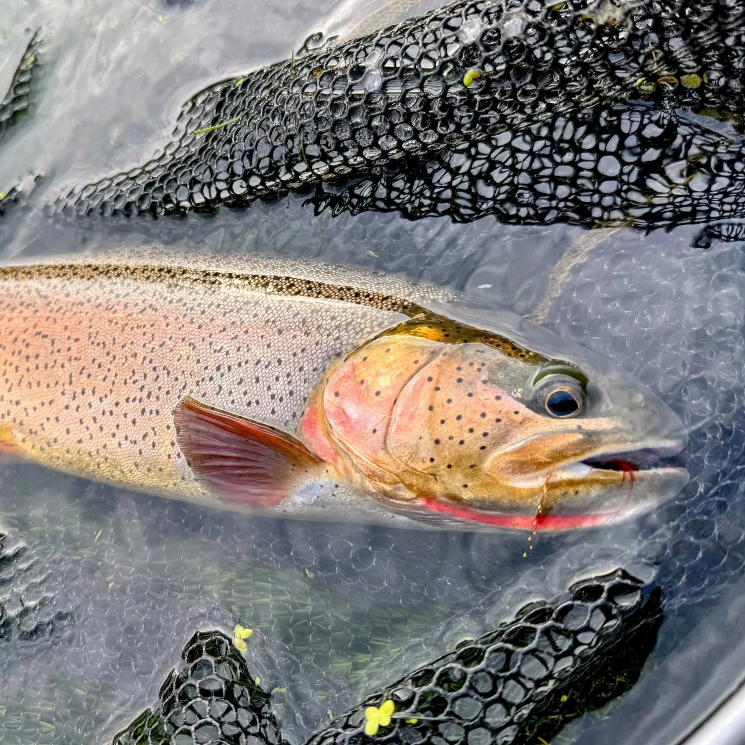 The most popular recent Snake River fine-spotted cutthroat trout catch on Fishbrain