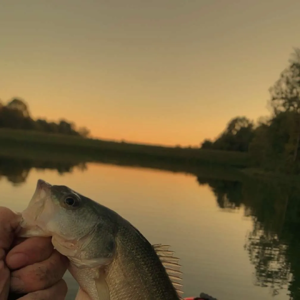 Spotted bass caught on Fishbrain