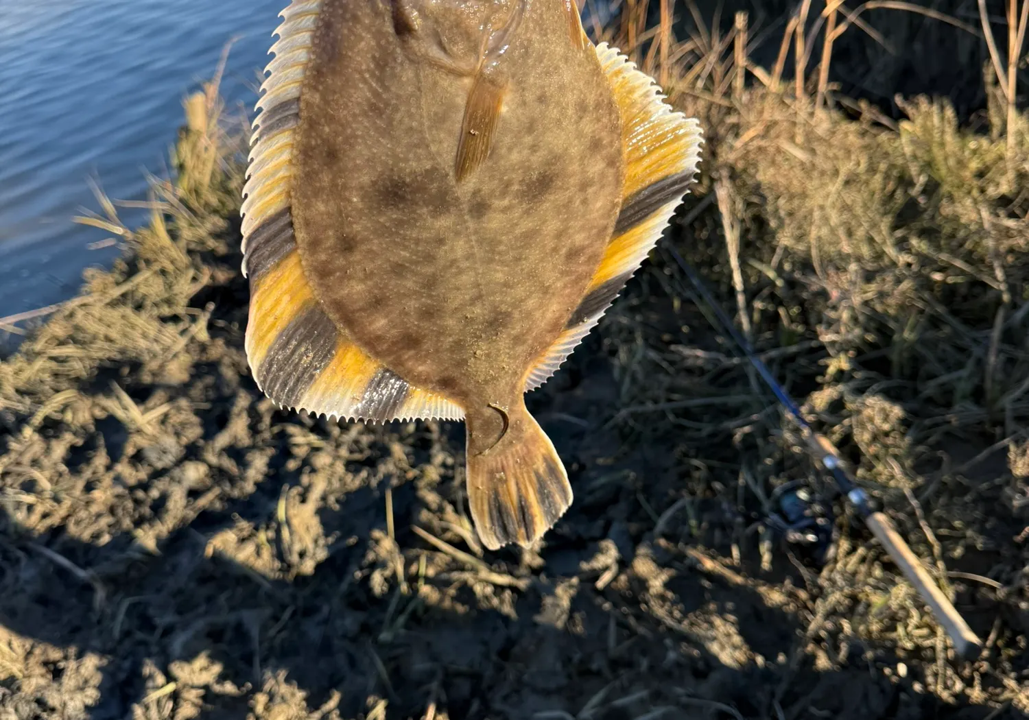 Starry flounder