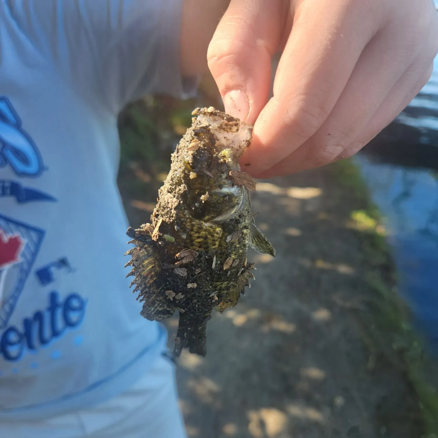 Rock bass caught on Fishbrain