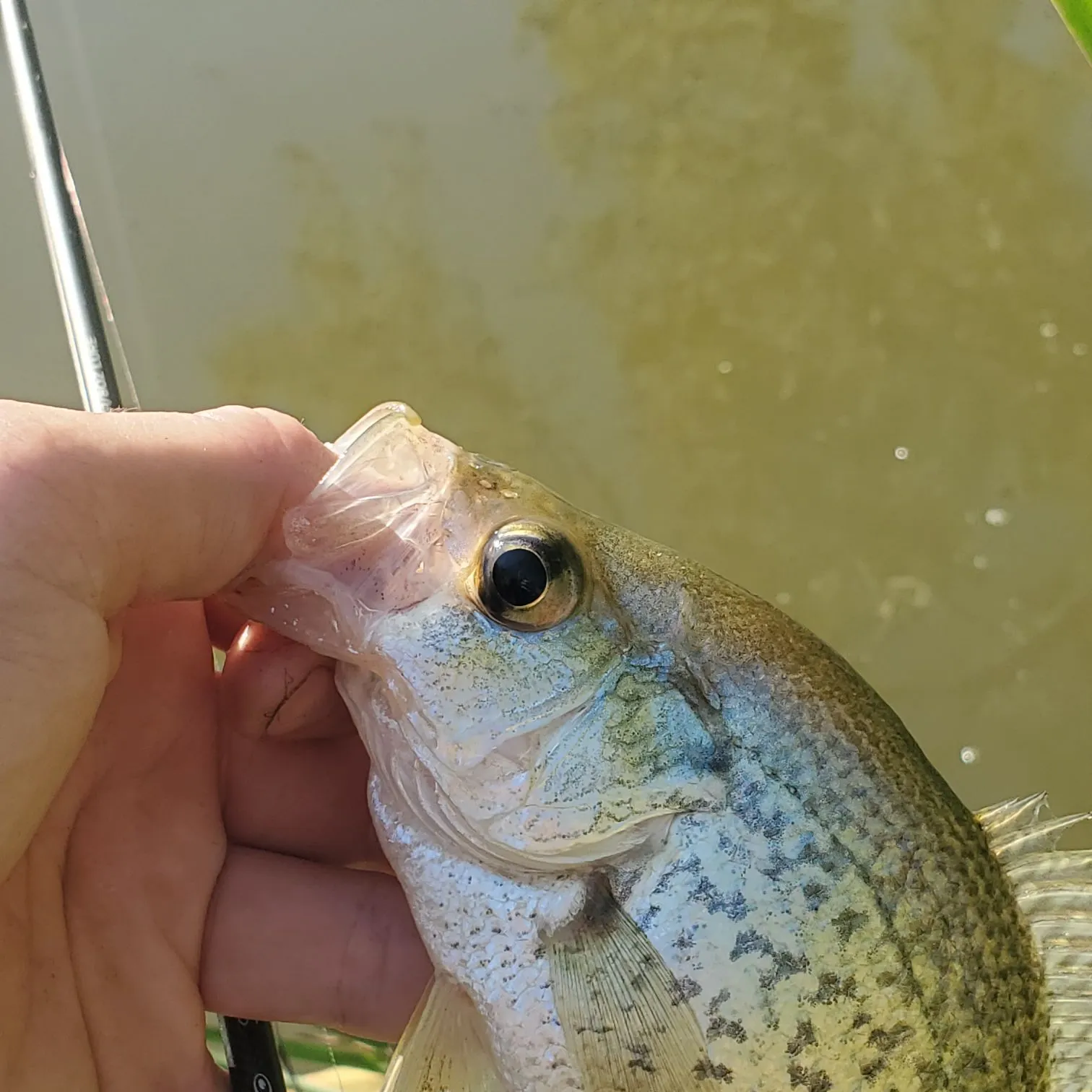 Black crappie caught on Fishbrain