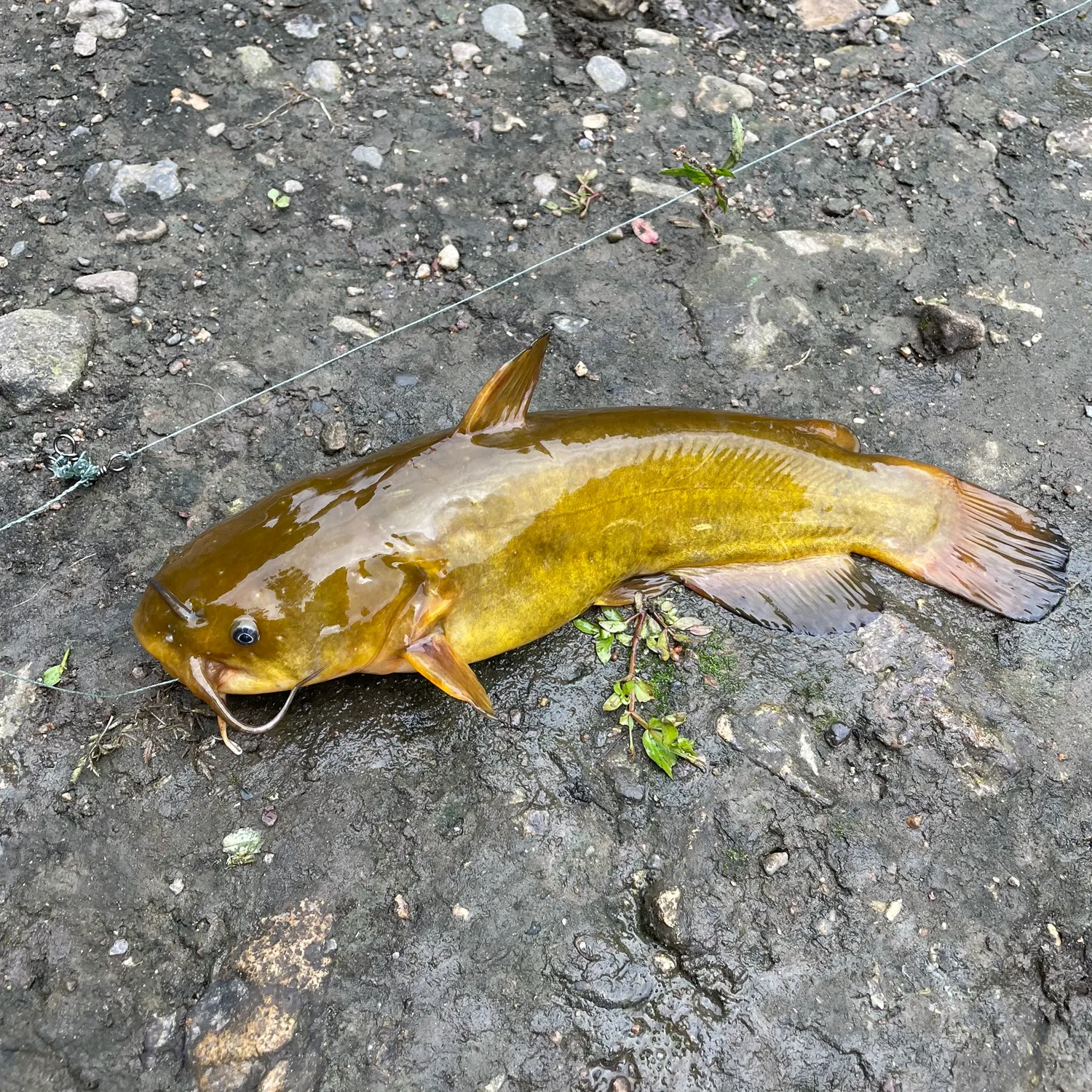 Flathead catfish caught on Fishbrain
