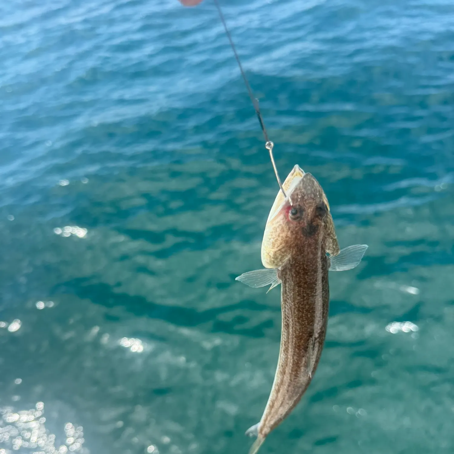 Inshore lizardfish caught on Fishbrain