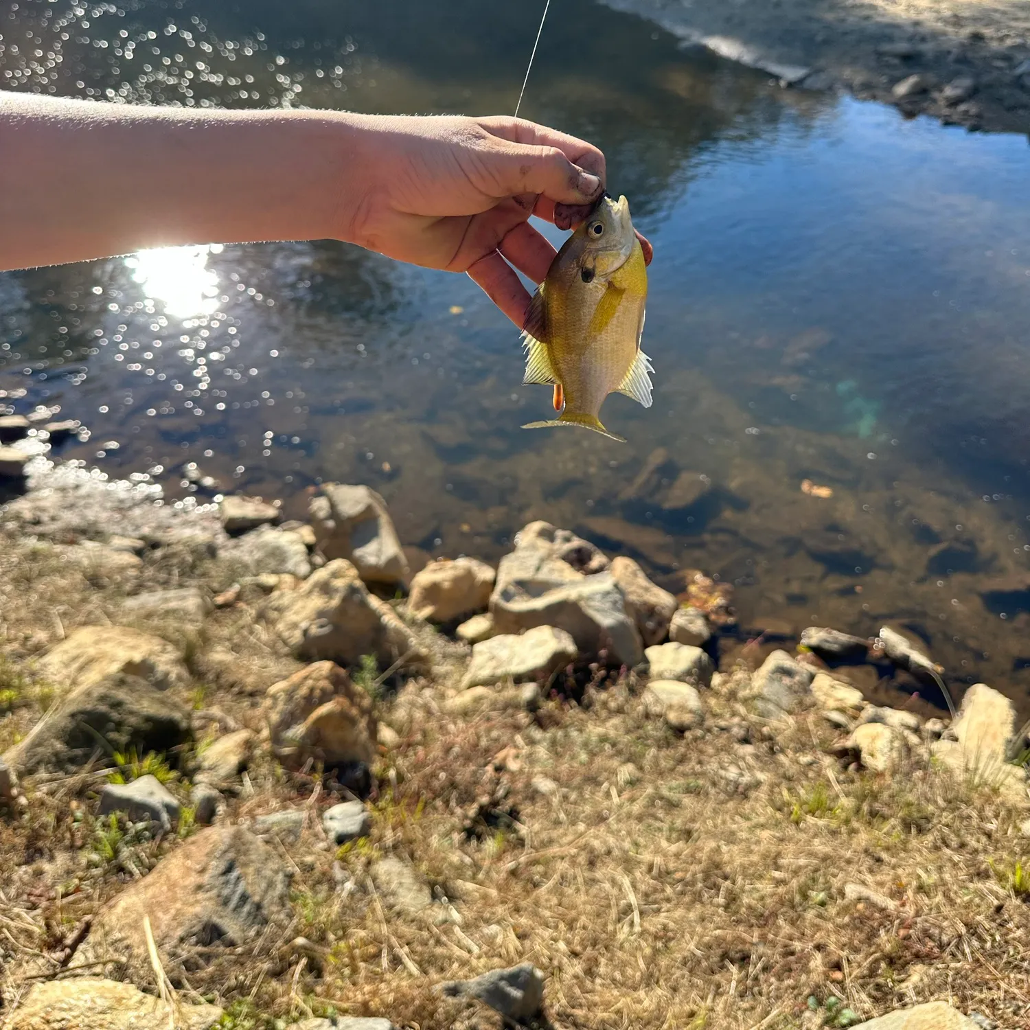 Fish caught on Fishbrain