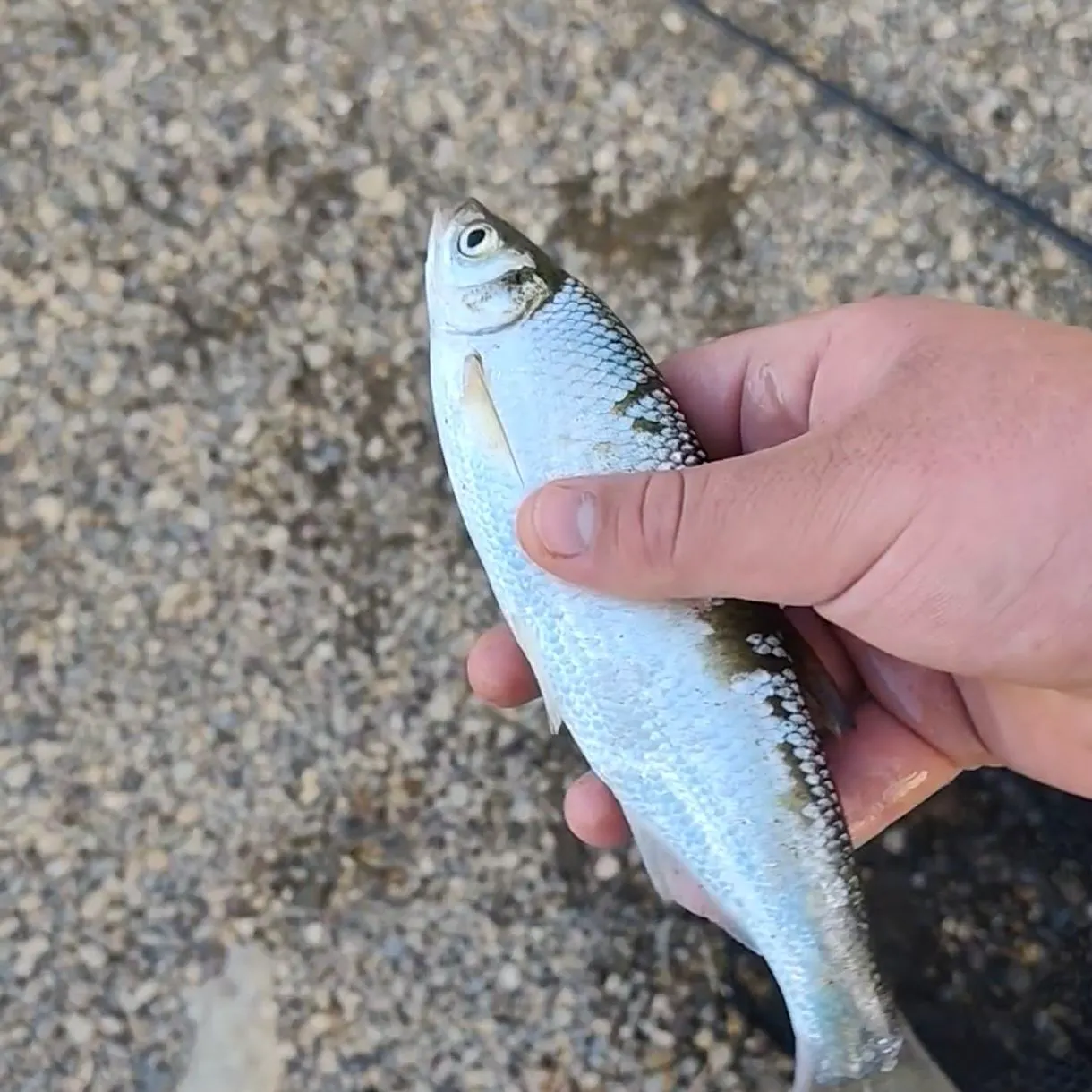 The most recent Vimba bream catches on Fishbrain