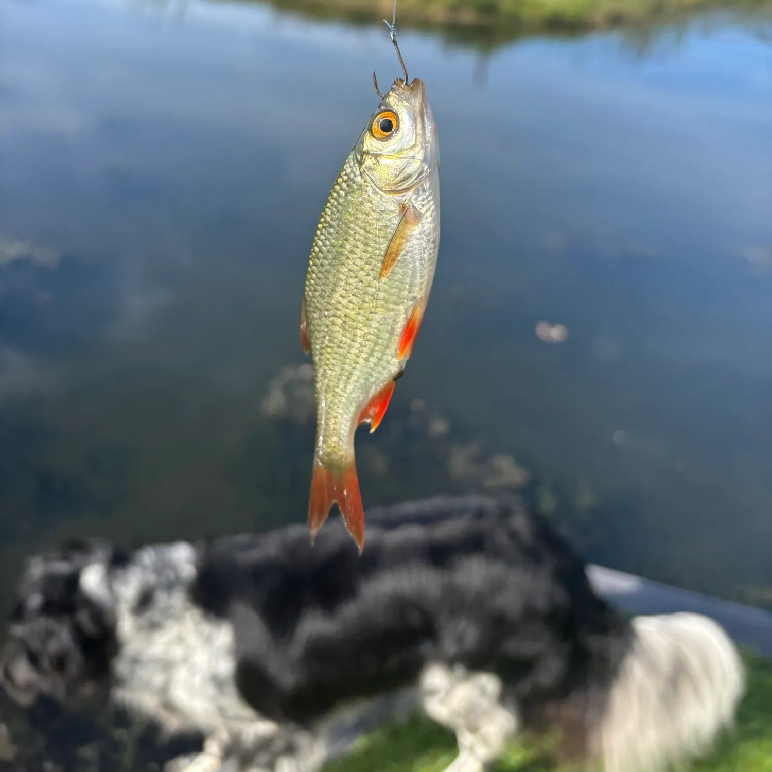 Common rudd caught on Fishbrain