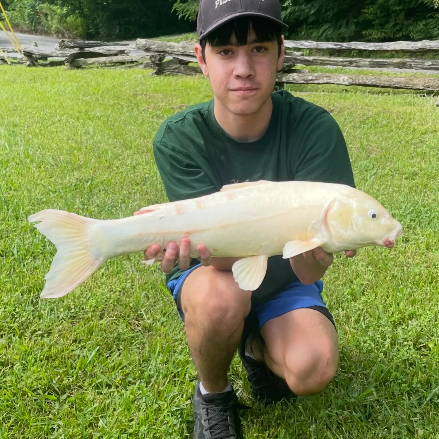 The most recent Koi carp catches on Fishbrain