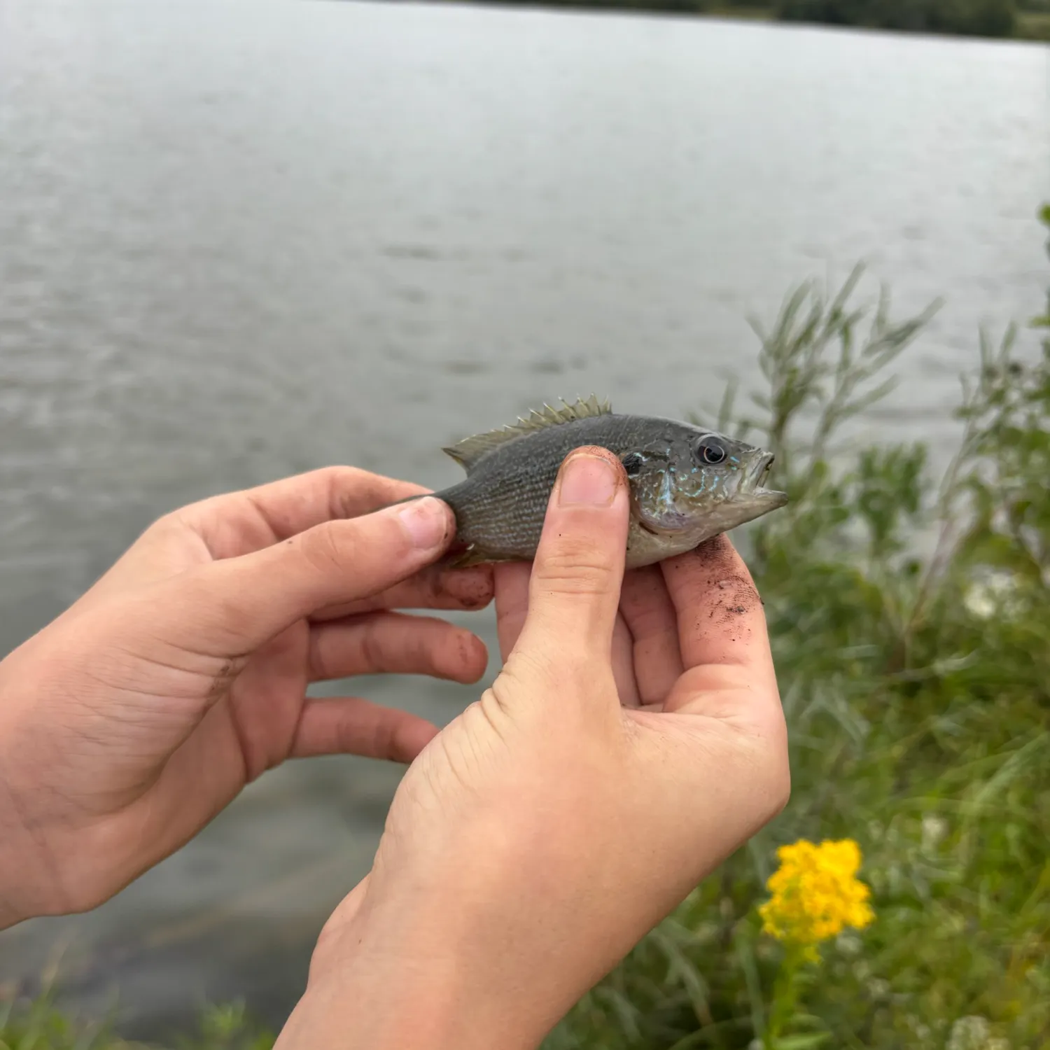 Bluegill caught on Fishbrain