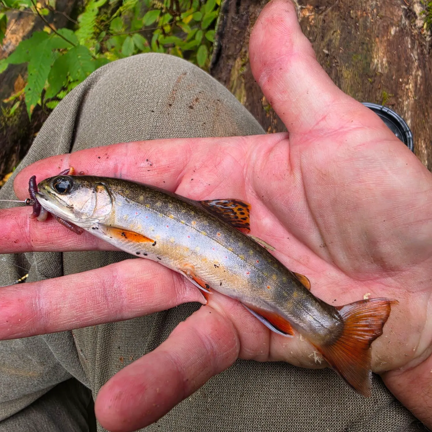 Brook trout caught on Fishbrain
