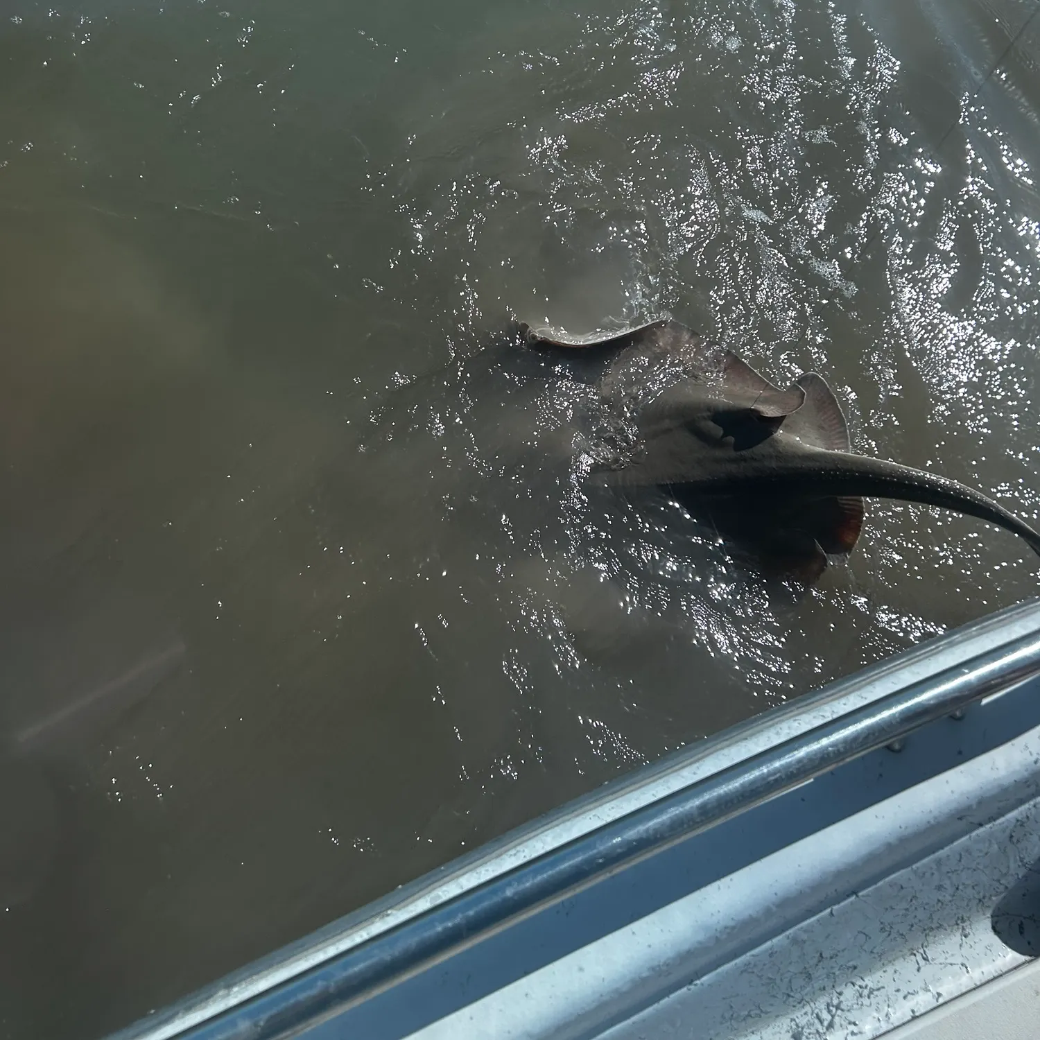 The most recent Common stingaree catches on Fishbrain