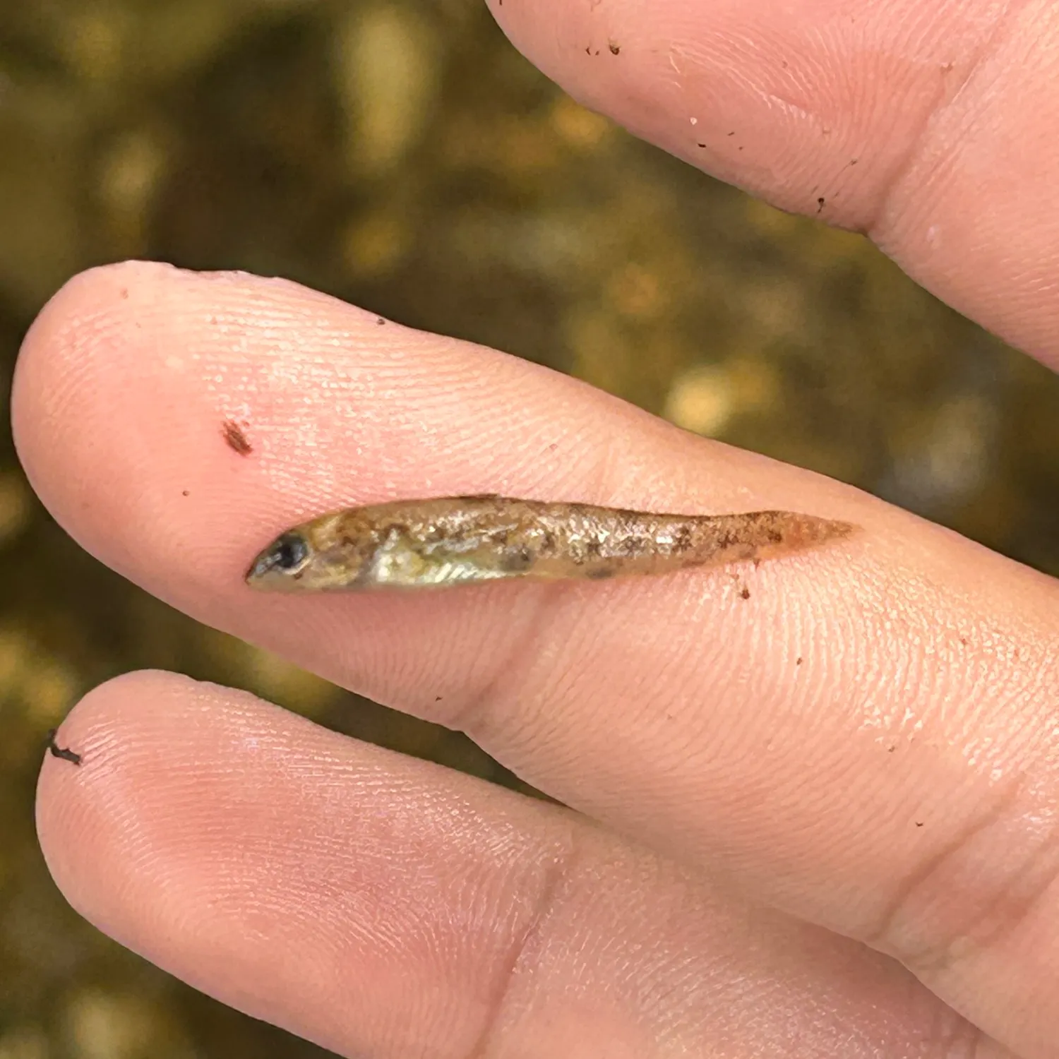 The most recent Northern tessellated darter catches on Fishbrain