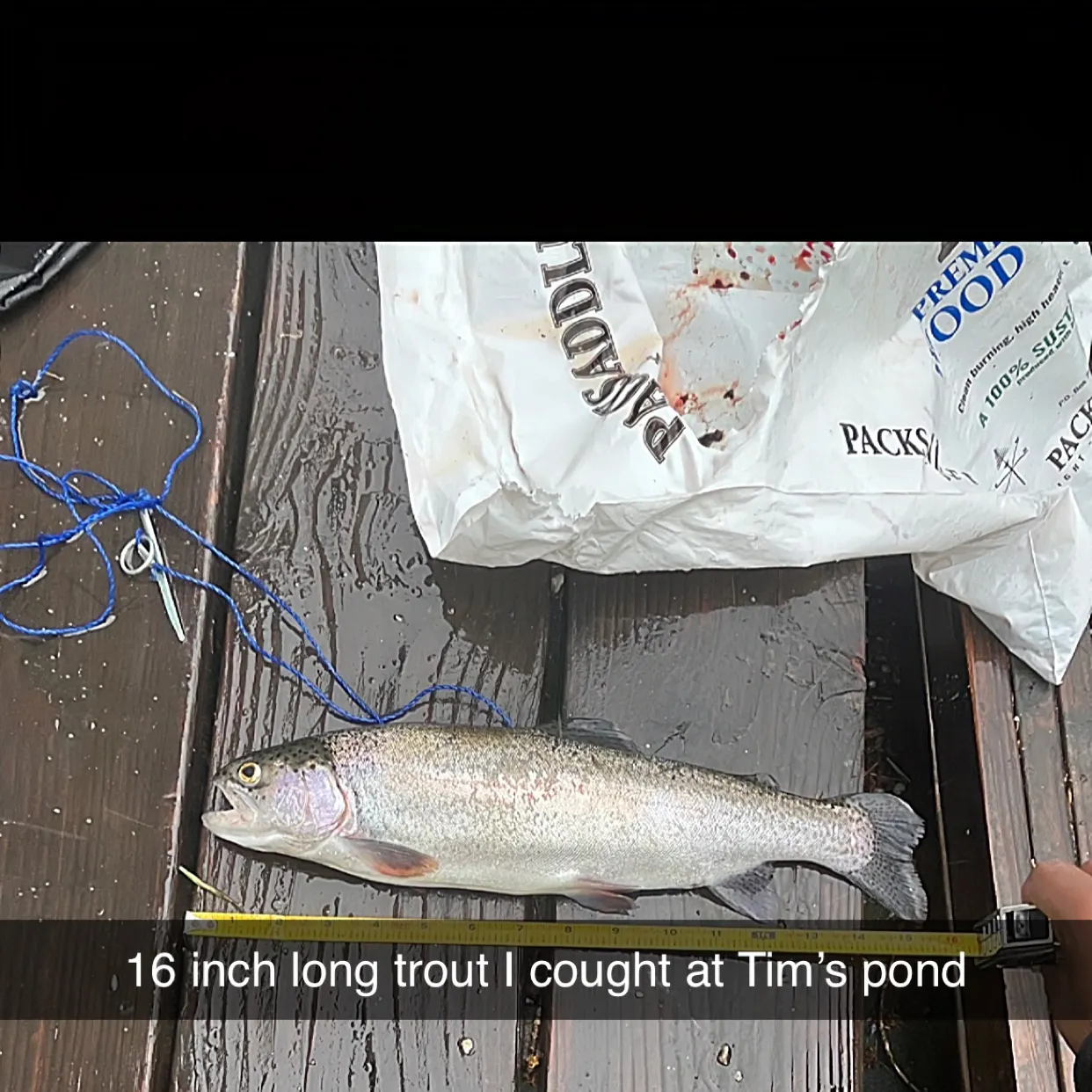 recently logged catches