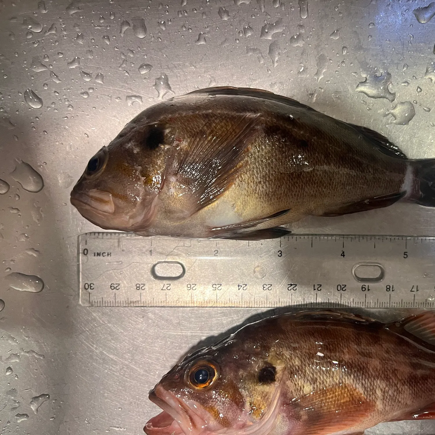The most recent Brown rockfish catches on Fishbrain