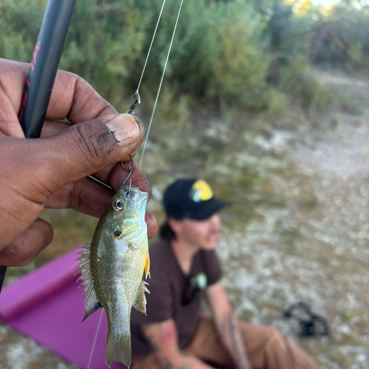 Bluegill caught on Fishbrain
