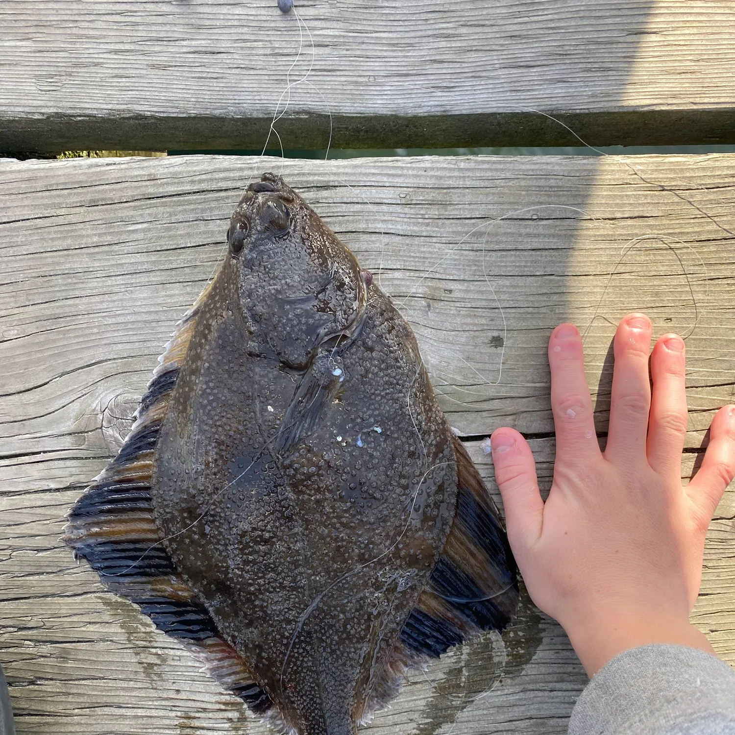The most recent Starry flounder catches on Fishbrain