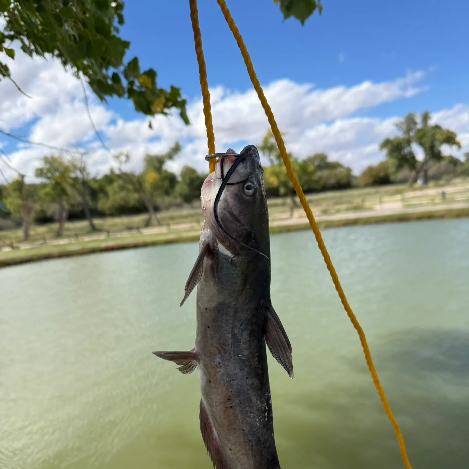 Channel catfish caught on Fishbrain