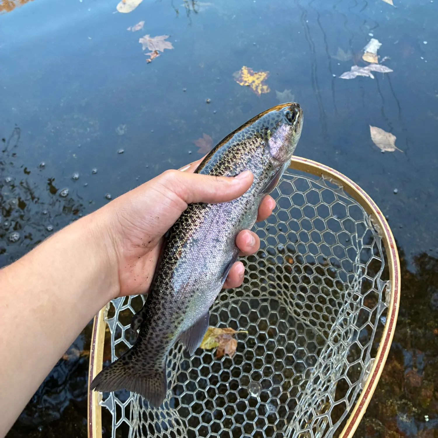 Rainbow trout caught on Fishbrain