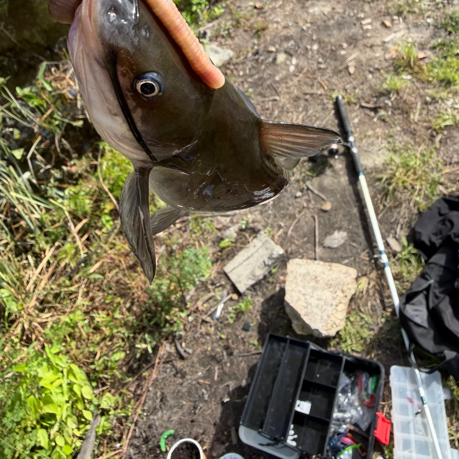 Blue catfish caught on Fishbrain
