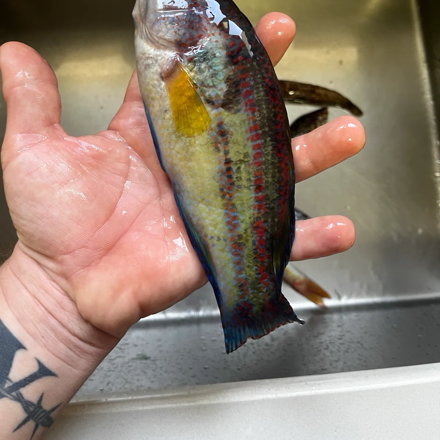 The most recent Axillary wrasse catches on Fishbrain