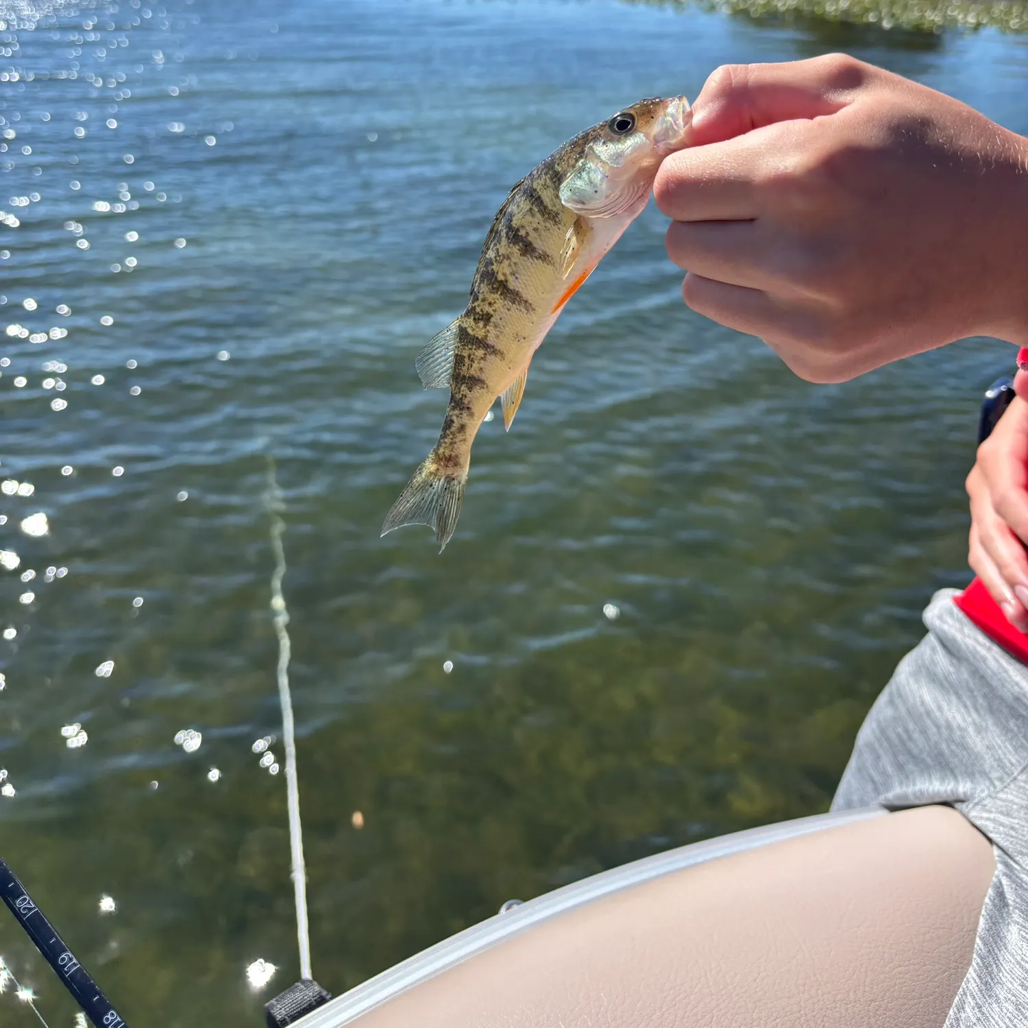 Yellow perch caught on Fishbrain