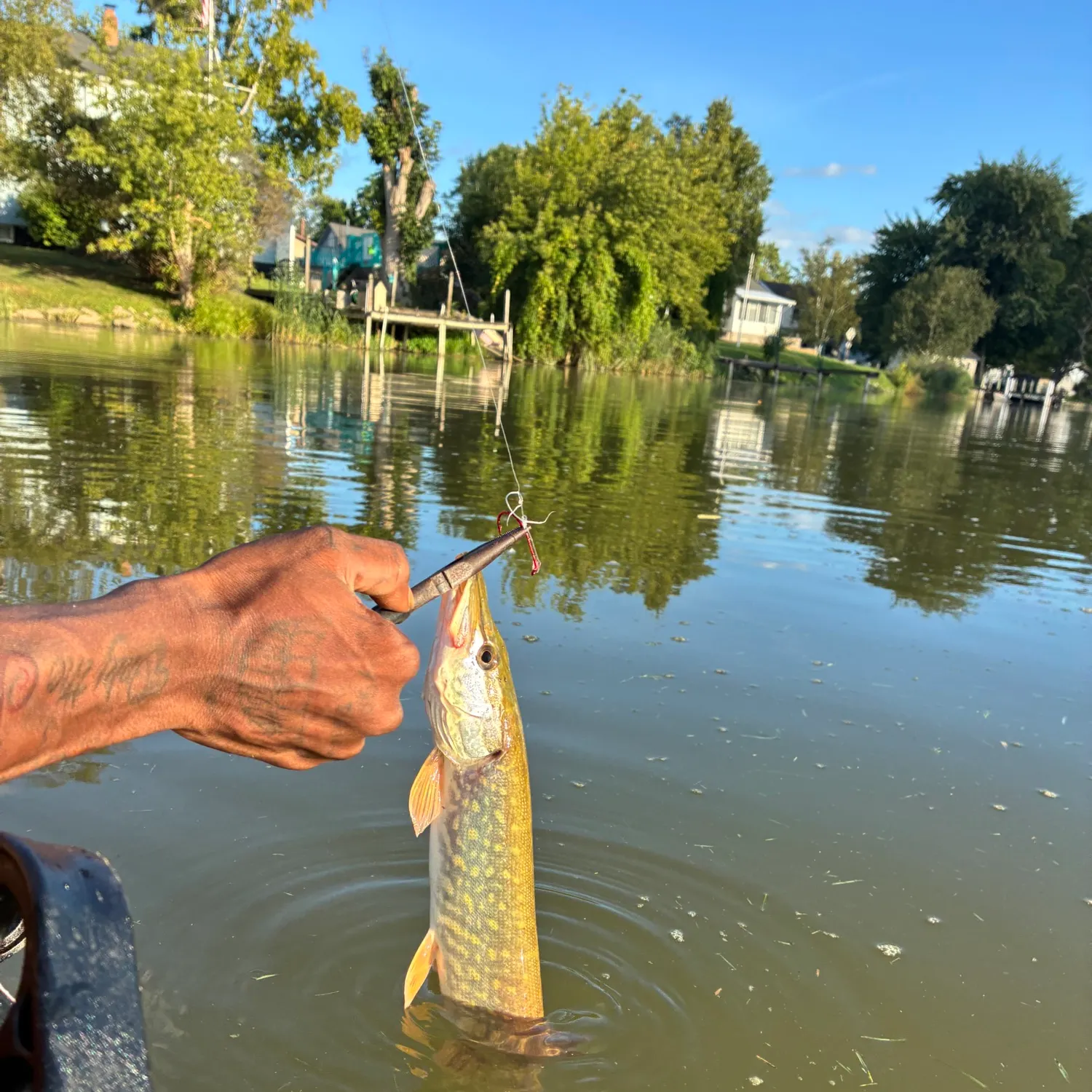 Northern pike caught on Fishbrain