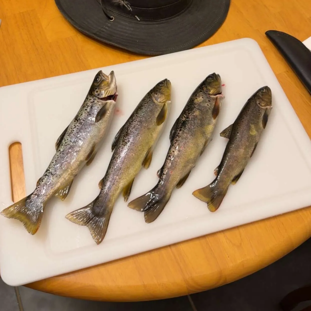 recently logged catches