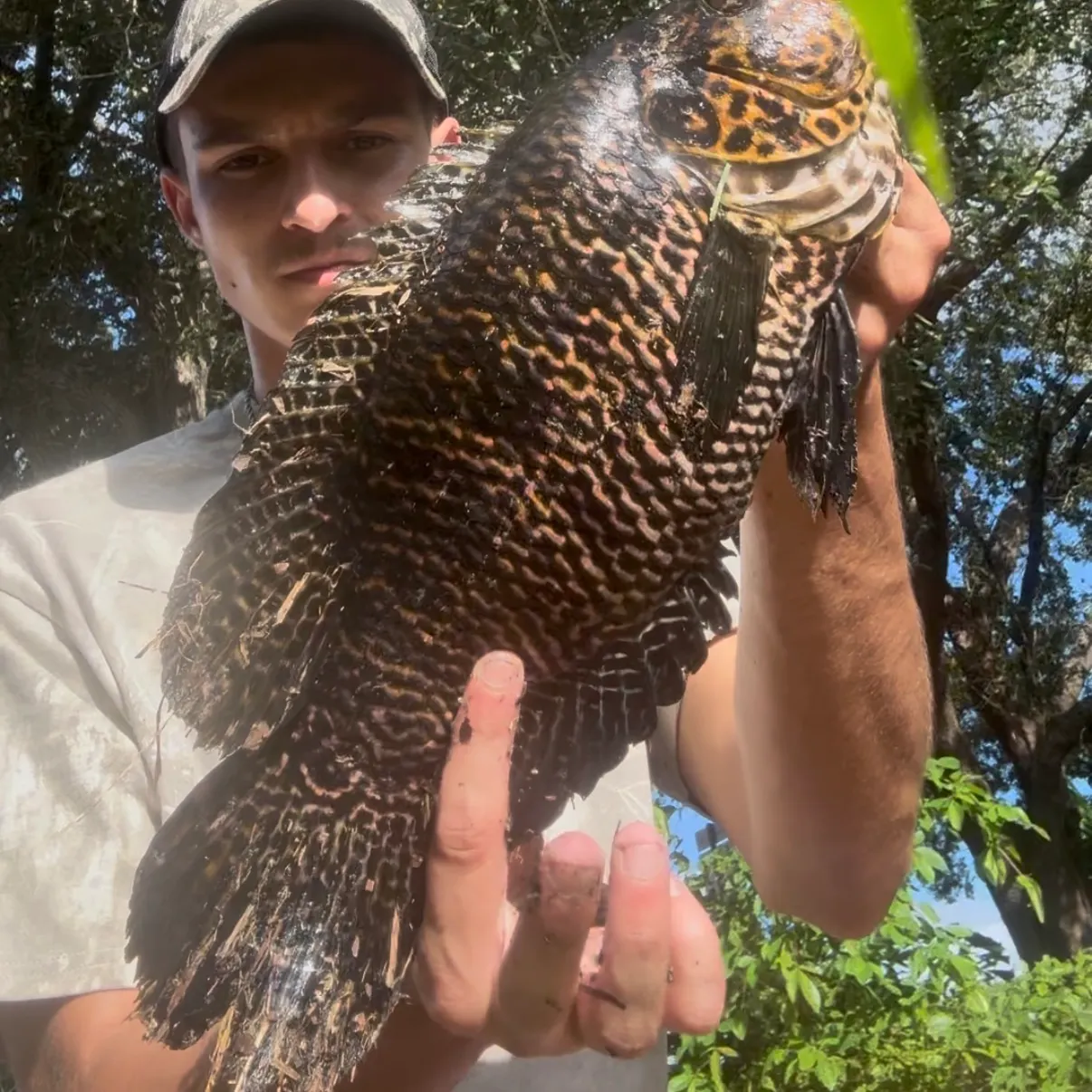 Jaguar cichlid caught on Fishbrain