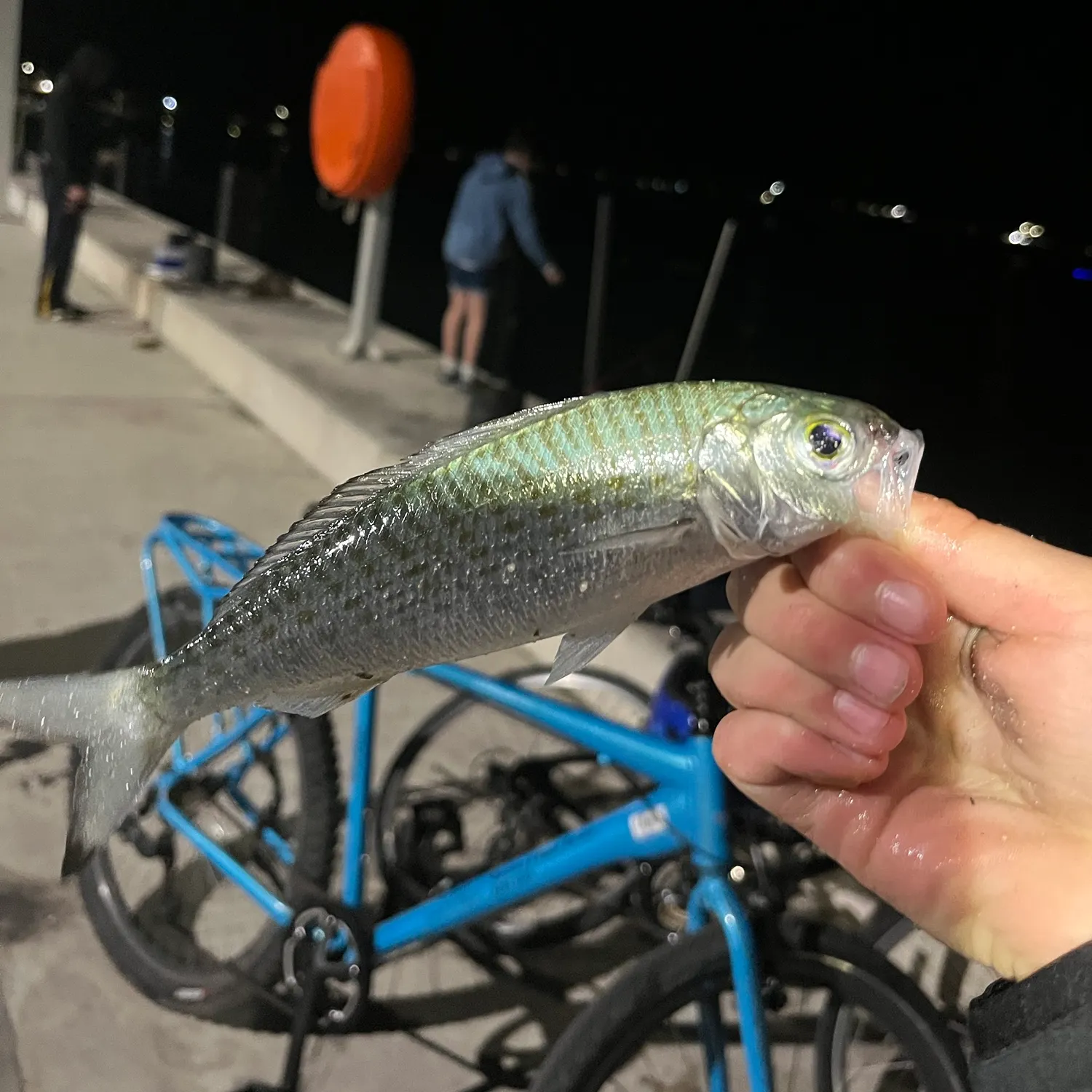 The most recent Australian ruff catches on Fishbrain