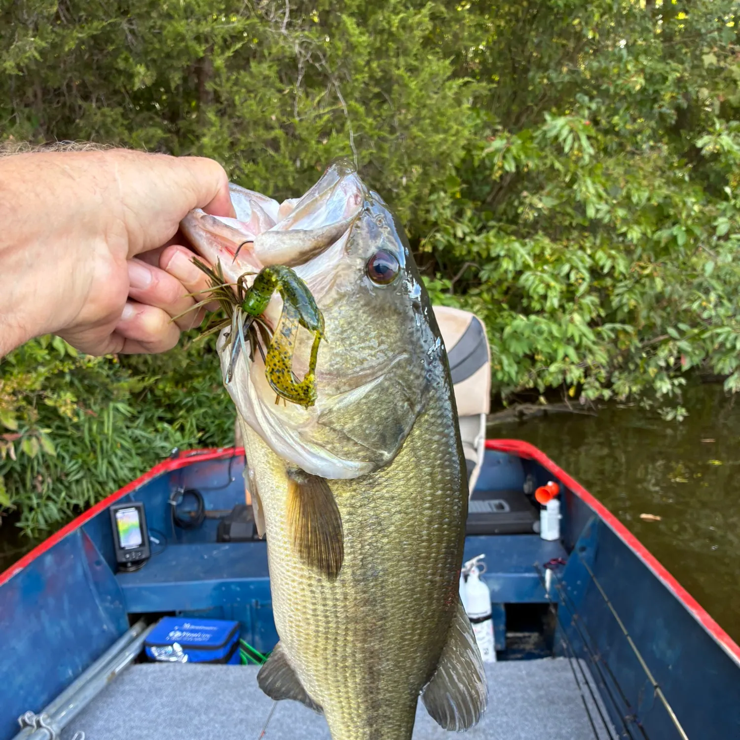Largemouth bass caught on Fishbrain
