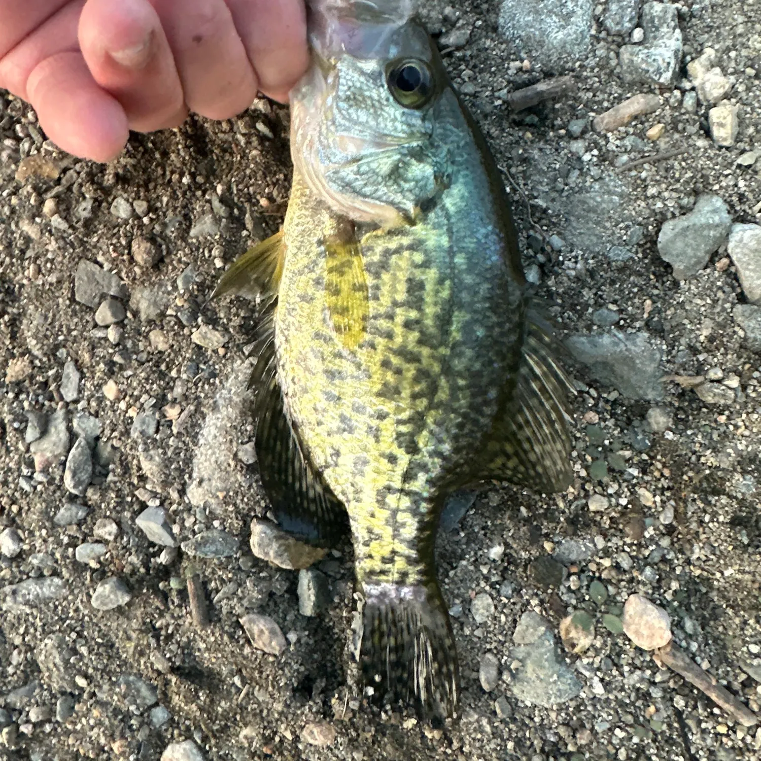 Black crappie caught on Fishbrain
