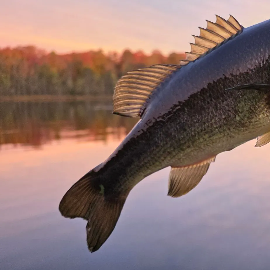 Largemouth bass caught on Fishbrain