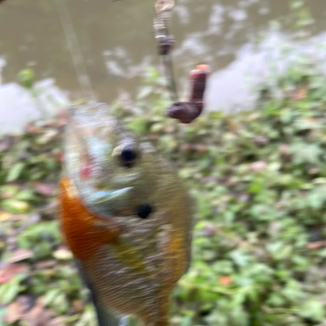 Redbreast sunfish caught on Fishbrain
