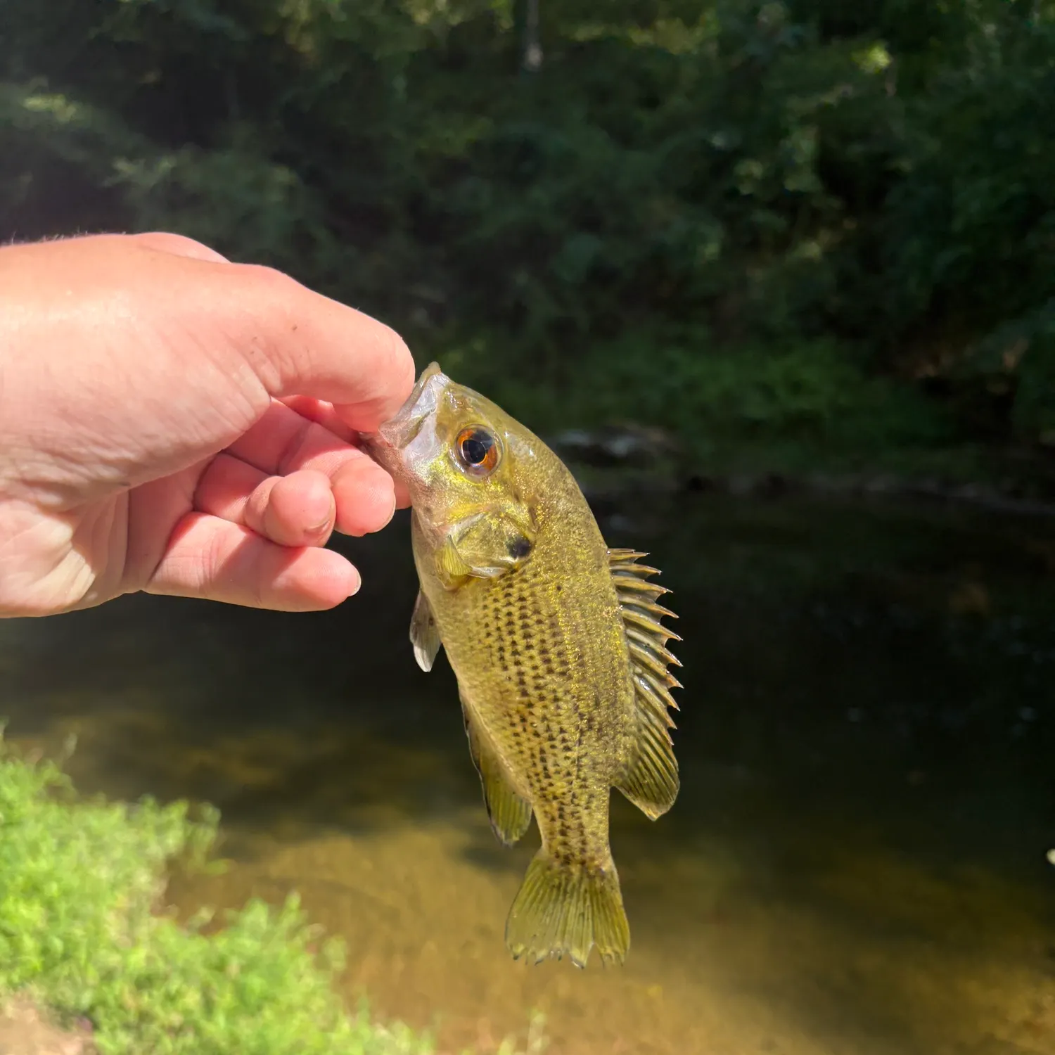 Rock bass caught on Fishbrain