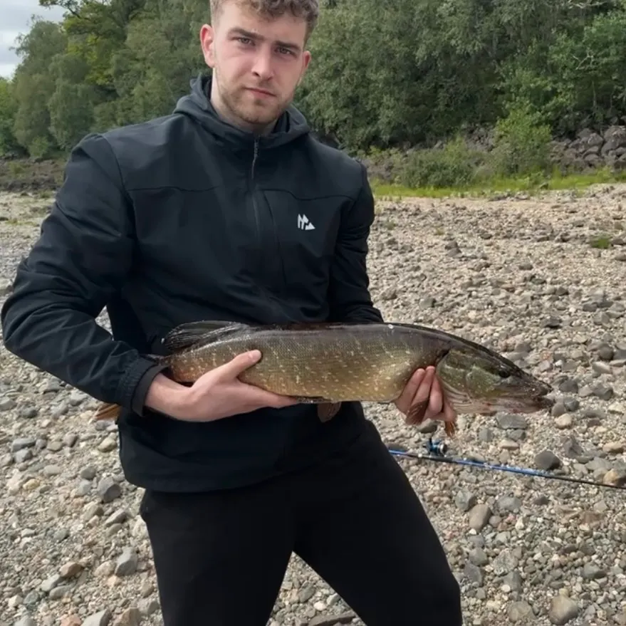 Northern pike caught on Fishbrain